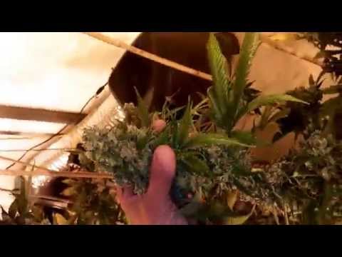 Blue Dream Haze week 10