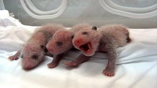 Chinese zoo presents world's 'first' surviving panda triplets
