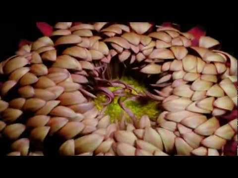 Shape of Broad Minds ft. Count Bass D || It Lives On