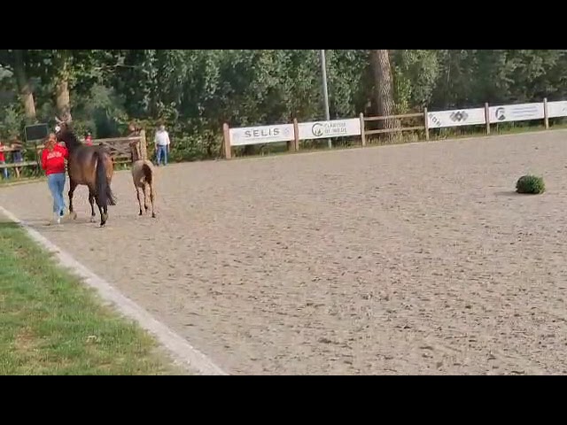 Guini van de Kromme Hei, Breeding Day Moerbeke-Waas
