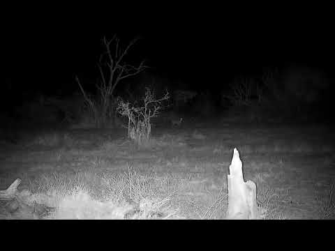 Djuma: Hyena drinks at pan-walks around-Duikers watching it - 22:40 - 09/13/21
