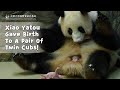 Panda Xiao Yatou Gave Birth To A Pair Of Twin Cubs! | iPanda