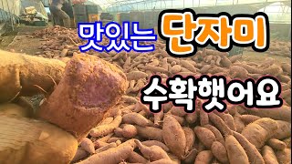 단자미 캐보니? 맛있는 자색고구마 수확!