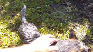 Australian Cattle Dog star testout Deep Water swim
