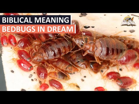 YouTube video about: What does it mean when you dream of bed bugs?