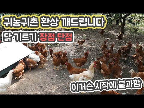 , title : '귀농귀촌 로망 닭 기르기 장단점-꿈과 현실'