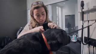 Purina: Street-Vet