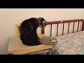 Tabby Cat Attacking His Doppelgänger Acts Innocent