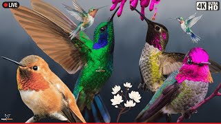 Download lagu Suara Burung yang Menenangkan untuk Tidur - Suara Alam - Kicauan Burung yang Menenangkan mp3 Download lagu Suara Burung yang Menenangkan untuk Tidur - Suara Alam - Kicauan Burung yang Menenangkan mp3