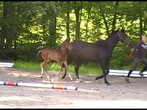 HF v. Desiderio - Lauries Crusador xx