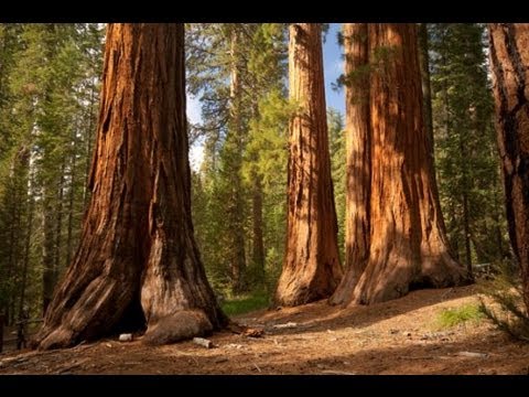 download lagu mp3 mp4 Redtree, download mp3 Redtree free download, download mp3 Redtree