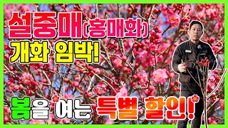 설중매(홍매화) 개화 임박! 봄을 여는 특별 할인!