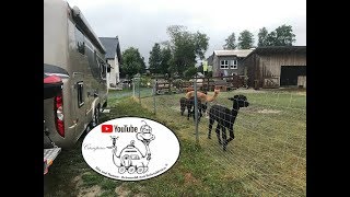 Reisebericht Urlaub 2019 #3 Landvergnügen Stellplatz Rudolfstein Alpakas