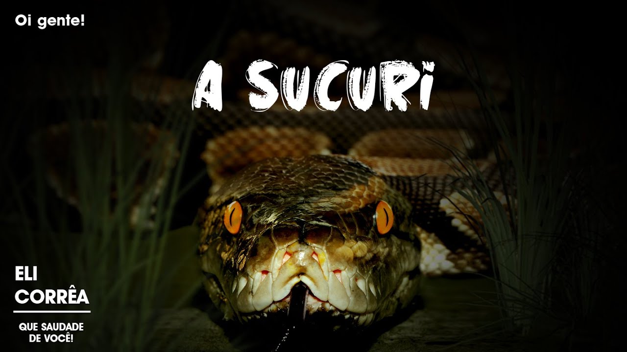 A sucuri | Eli Corrêa Oficial |