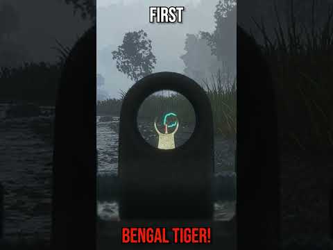 First aggressive bengal tiger 🐯 encounter on the new map! #thehuntercallofthewild #sundarpatan