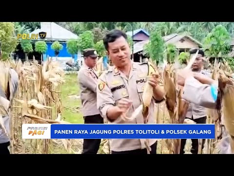 PANEN RAYA JAGUNG POLRES TOLITOLI &amp; POLSEK GALANG, DUKUNG KETAHANAN PANGAN