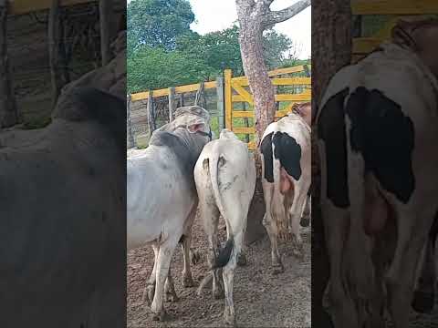 Lote de garrote nelore na feira do bola em PANELAS_PE