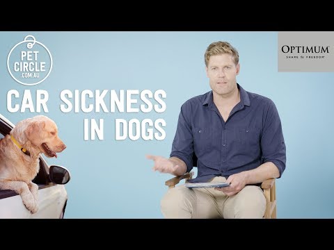 Dr Chris Brown Q&A: How to Stop Car Sickness in Dogs?