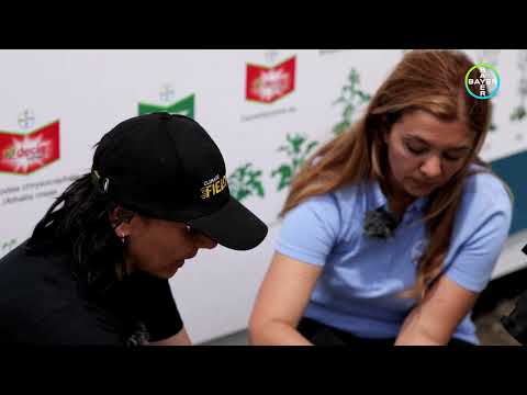 BAA Comlos 2023 -  Sclerotinia