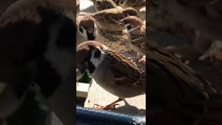 癒しのスズメASMR🐥#birds #すずめ #risebird