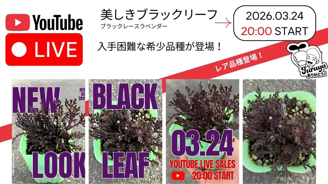 火曜日20時〜！SNSで話題沸騰！ブラックレースラベンダー！入手困難な逸品が登場です！