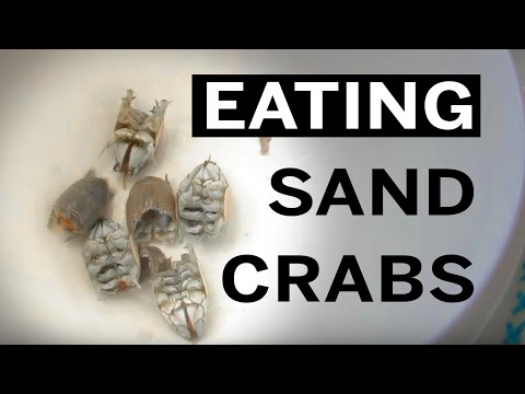 Sand Crabs Edible