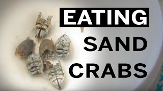 Hunting, cooking and eating sand crabs, aka mole crabs or sand fleas