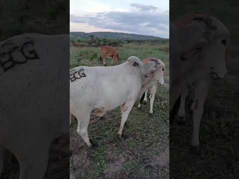 Manari Pernambuco Gado nelore, mestiço, pintado, vermelho 