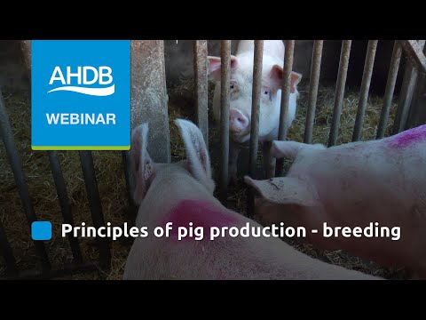 , title : 'Principles of Pig Production - Breeding'