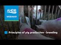Principles Of Pig Production Breeding