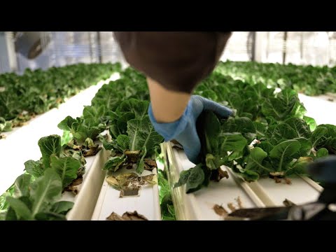 Crescendo no mercado de alimentos integrais