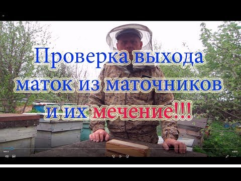 2 Часть. ВЫВОД МАТОК, ВЫХОД МАТОК ИЗ МАТОЧНИКОВ и их МЕЧЕНИЕ🔥🔥🔥.