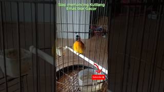 Download lagu Suara Burung Kutilang emas mata putih Gacor di pagi-sore hari suara panggilan kutilang liar di alam mp3