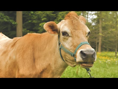 Hortensja, czyli krowa jakich mało!