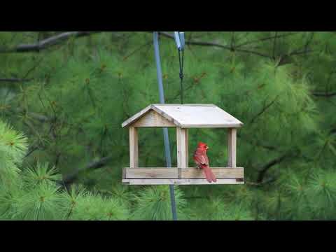 Classic, handsome male northern cardinal in readyfarm covered tray feeder!