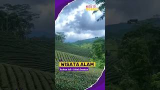 Download lagu Wisata Alam Kebun Teh Cikuya, Lebak Banten #kebunteh #lebak #banten mp3