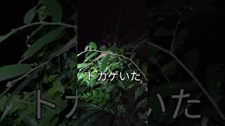 タイカオソック国立公園ナイトサファリツアーに参加