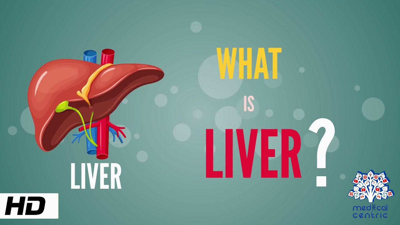 What is Liver? (Anatomy, Parts and Function)