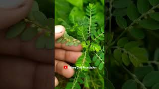 Download lagu Bhuin Amla Phyllanthus niruri Stonebreaker, seed under leaf, gale of the wind | Ayurvedic Bhumi amla mp3 Download lagu Bhuin Amla Phyllanthus niruri Stonebreaker, seed under leaf, gale of the wind | Ayurvedic Bhumi amla mp3