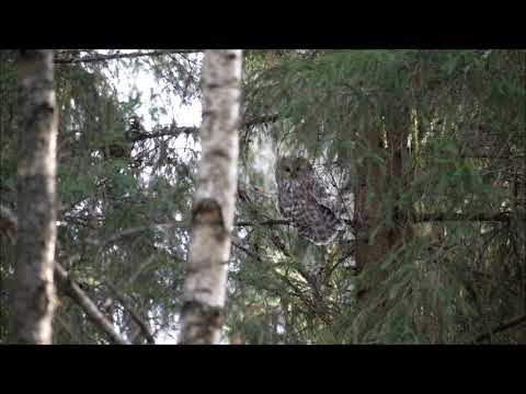 Händkakk Pulli küla Kambja vald Tartumaa 2018