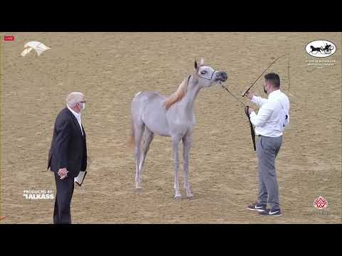 N 3 BUTHAINA LAFFAN   6th Qatar Nat  Arabian Peninsula HS for individual Owners   Yearling Fillies C