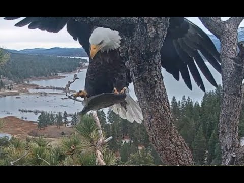 Shadow brings in the first fish of the season, Jackie is not in the nest 06.01.2026 @FOBBVCAM