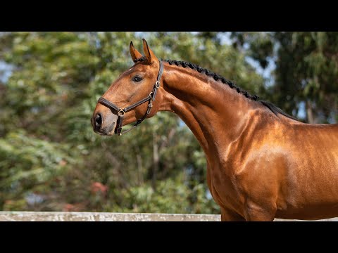 **SOLD** Versatible and trustworthy Lusitano Gelding (REF#509)