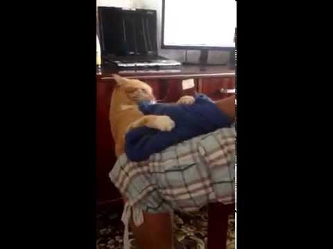 Russische Katzenrache [Video aus YouTube]