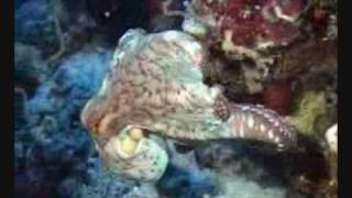 Safri Duo - Everything