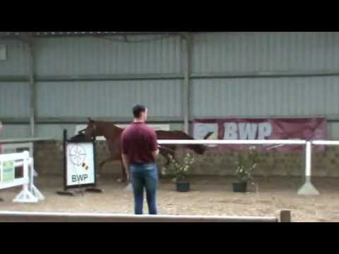 Goldfever I x Indoctro