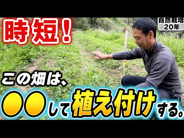 クワ1本で行うズッキーニ植え付け