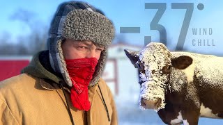 Homestead Chores in a WINTER STORM