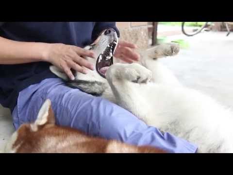 Viagra เพื่อปรับปรุงศักยภาพ สาวตื่นเต้นมากที่สุด