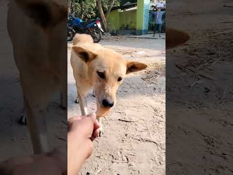 Dog status #shorts #shortvideo 🐕🔥
